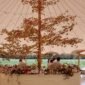 tree decor under tent_51_1188065 166358718366863 85x85